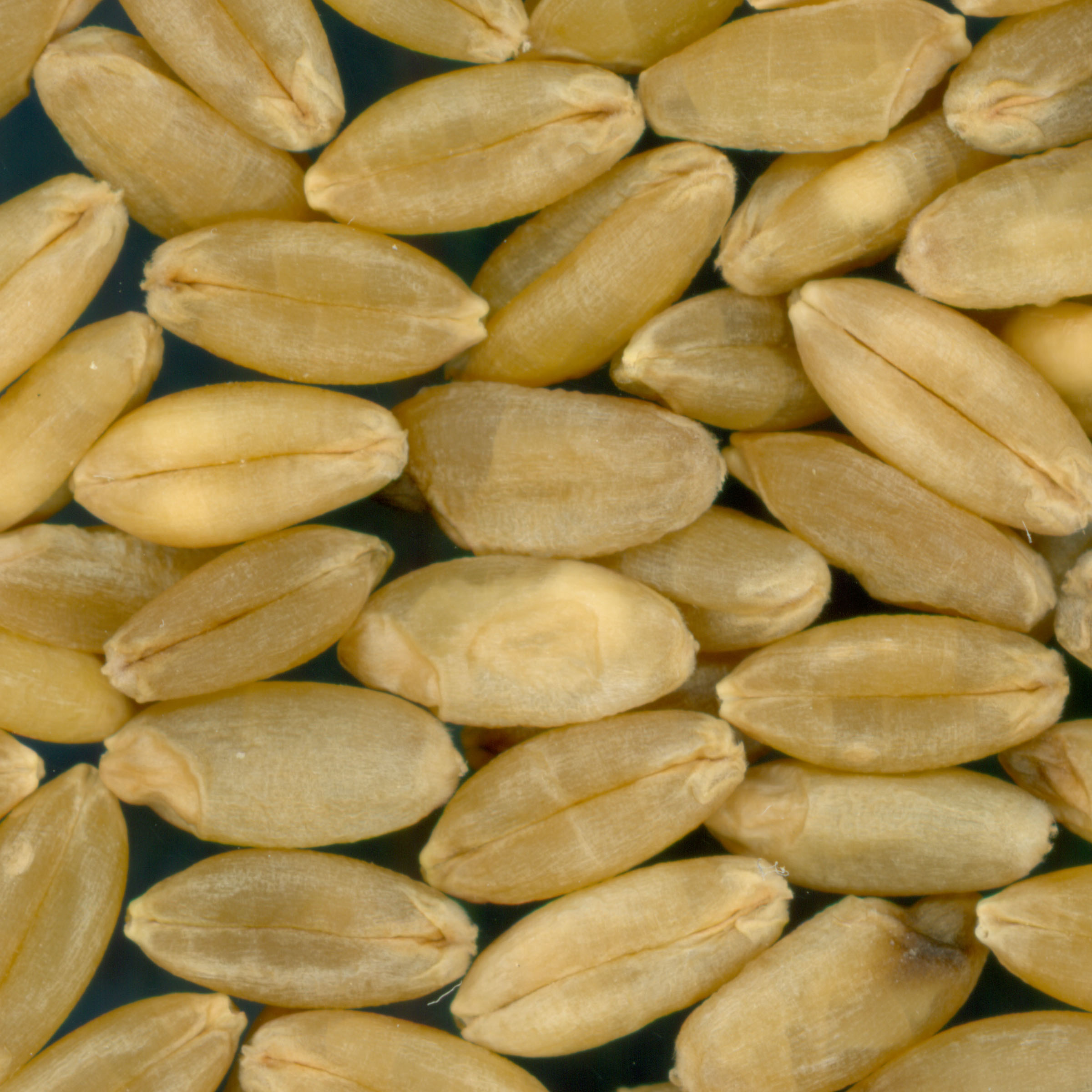 KERNELS